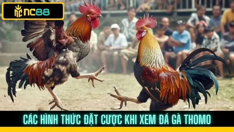 Đá gà trực tiếp thomo trên nền tảng nc88